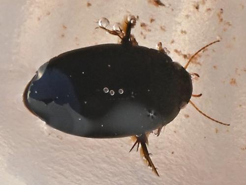 Réf. 349 508 : Agabus sp.